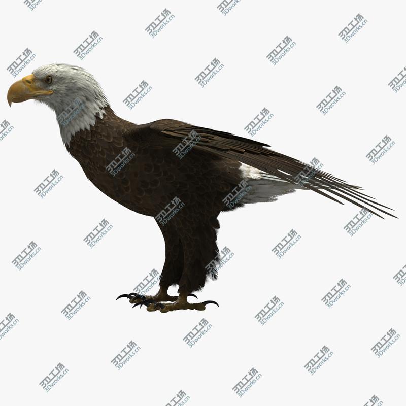 images/goods_img/202104094/3D model American Bald Eagle/1.jpg